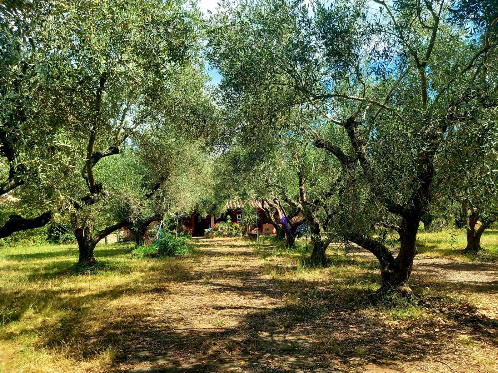 All'Ombra Degli Olivi Pisciarelli Esterno foto