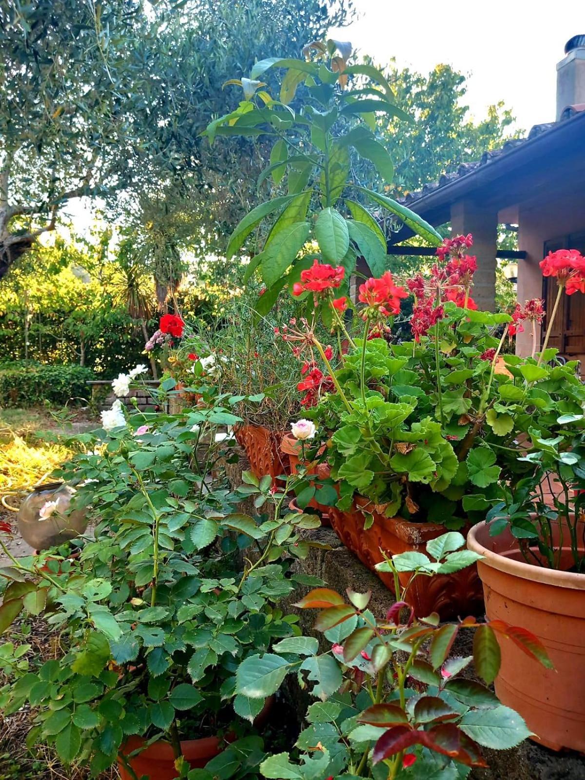 All'Ombra Degli Olivi Pisciarelli Esterno foto